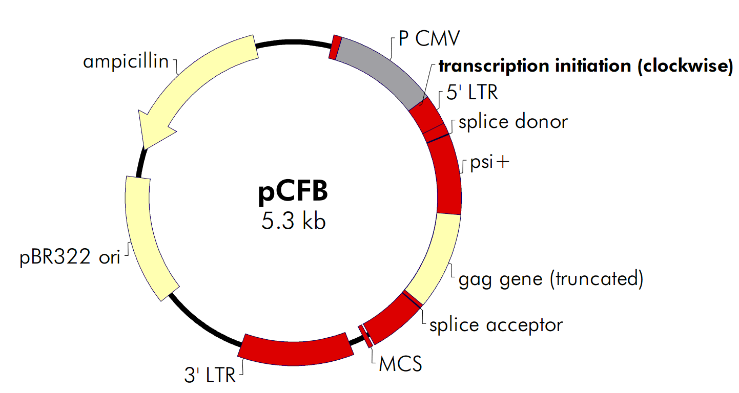 pCFB载体图谱